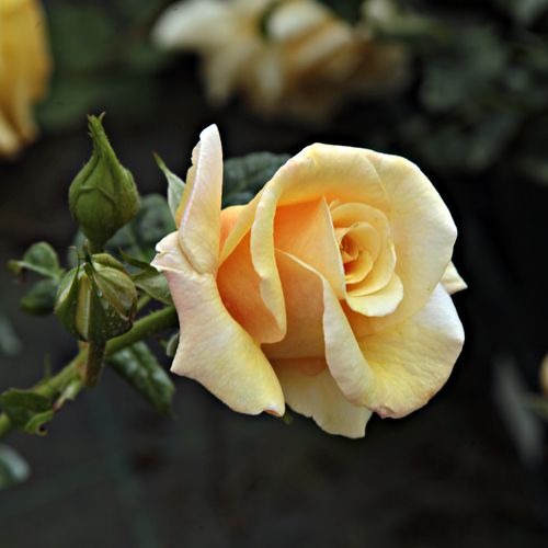 Rosa  Postillion ® - žlutá - Stromkové růže, květy kvetou ve skupinkách - stromková růže s keřovitým tvarem koruny